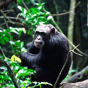 Mount Elgon National Park, Hiking Mount Elgon National Park Uganda