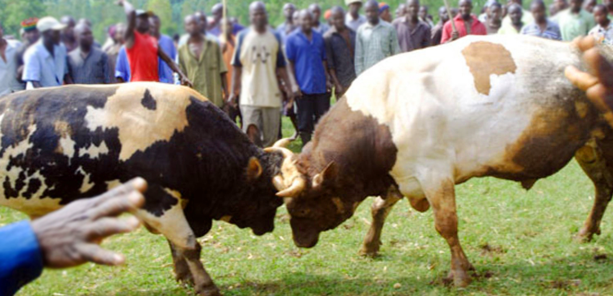 bull-fighting-mbale.jpg